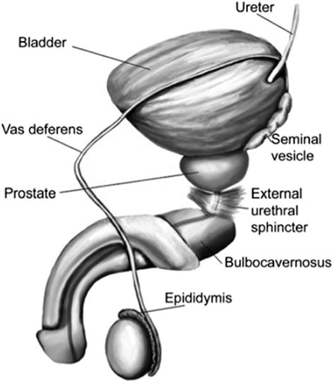 rattenpenis|Penis: Anatomy, Picture, Erection, and Ejaculation